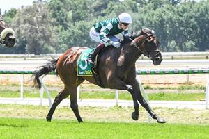 YULONG GELDING SOARS TO VICTORY